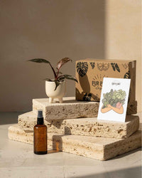 Gift Set Rosé – Philodendron Pink Princess