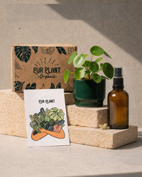 Gift Set Lumen – Pilea Peperomioides