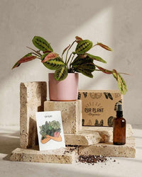 Gift Set Ritual – Maranta Leuconeura