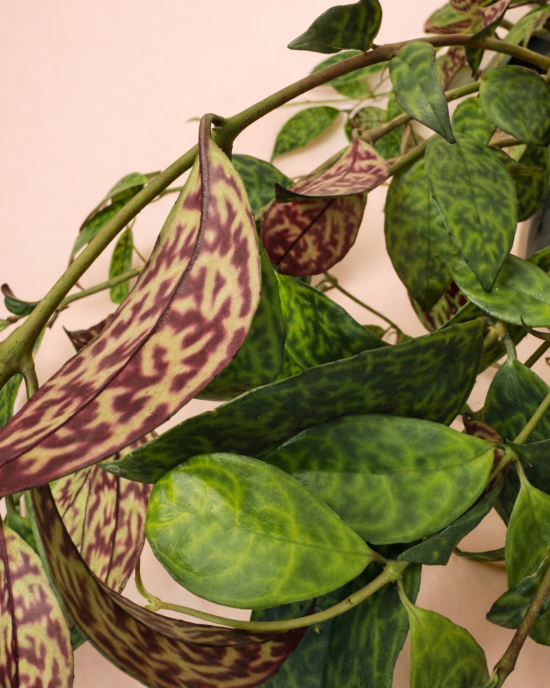 Aeschynatus-Mamoratus-detalle