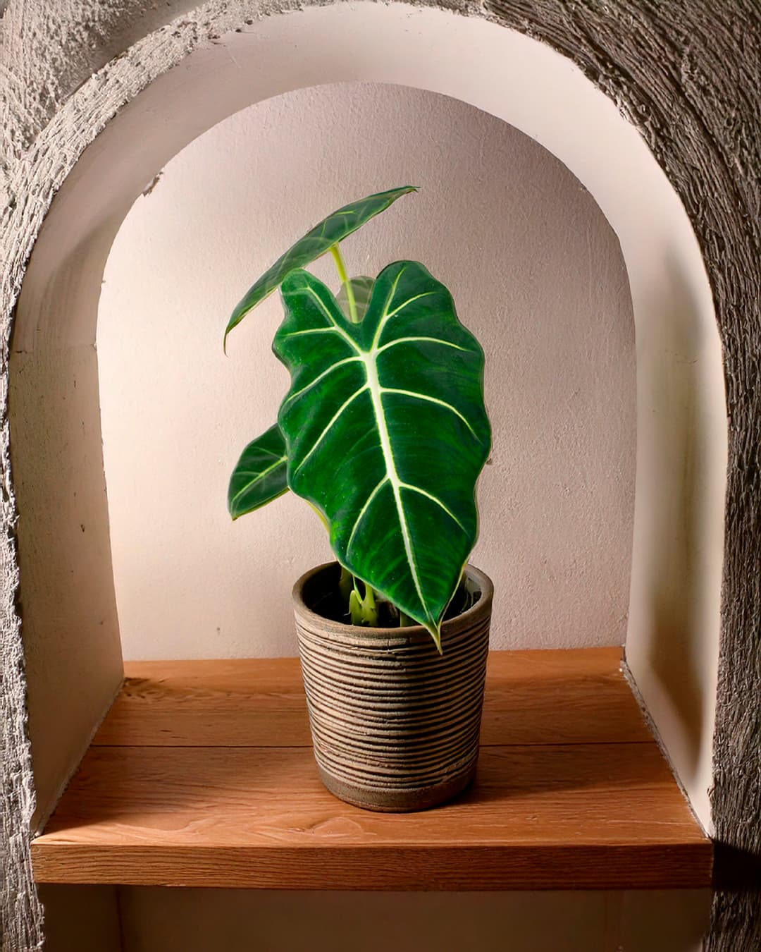 Alocasia-Frydek-contexto