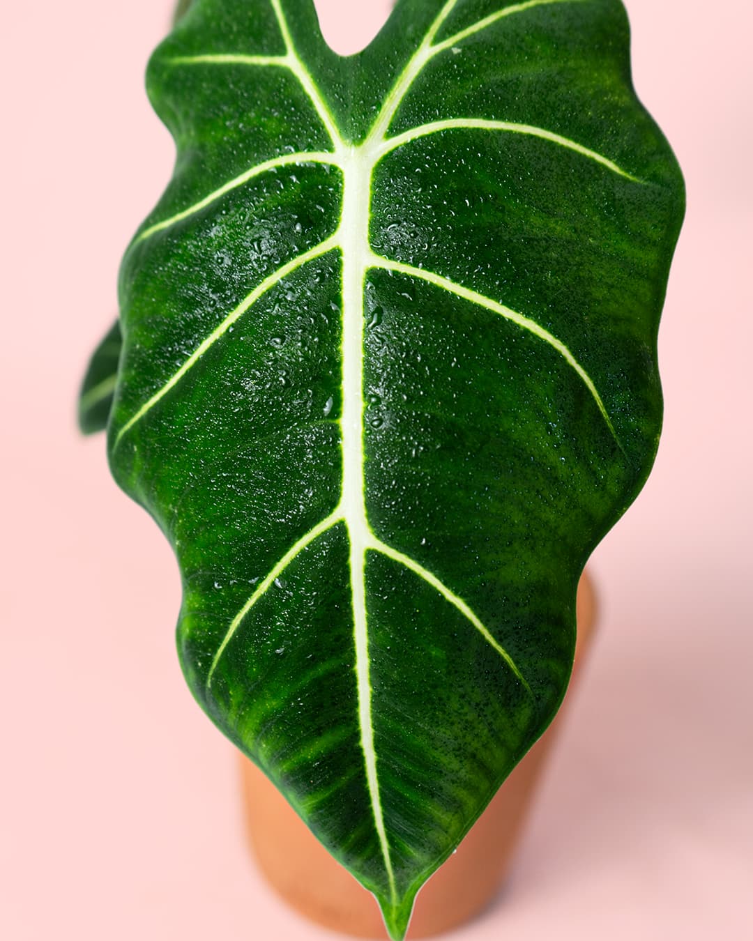 Alocasia Frydek hoja