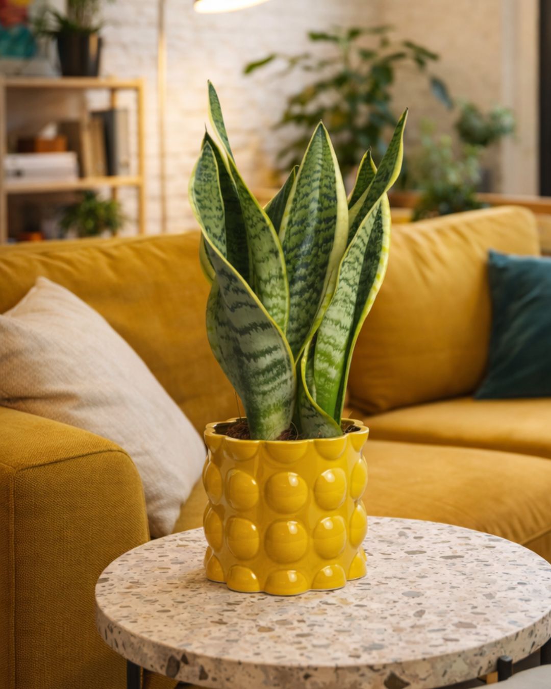 Bob-amarilla-contexto