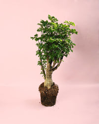 Bonsái Polyscias Fruticosa M