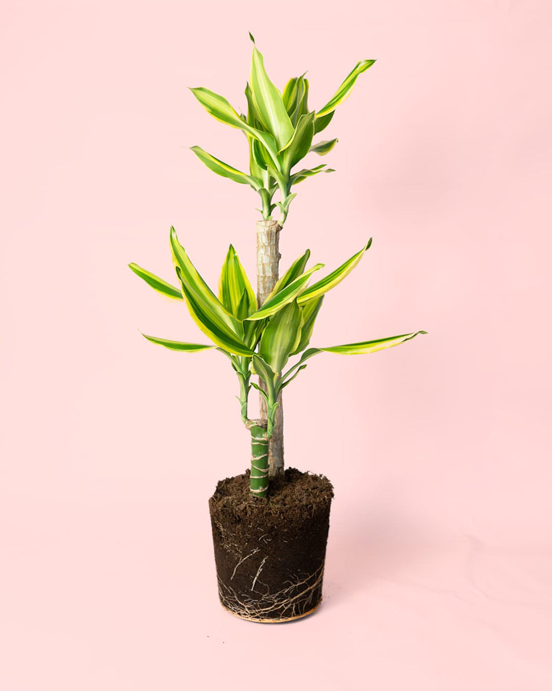 Dracaena-fragans-golden-queen