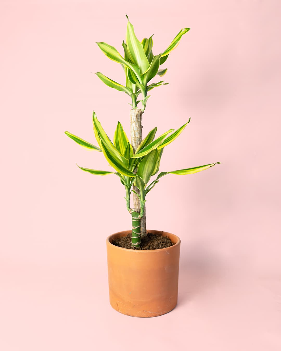 Dracaena fragans golden queen maceta
