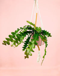 Epiphyllum Anguliger