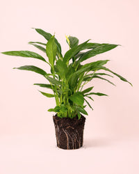 Espatifilo – Lirio de La Paz L