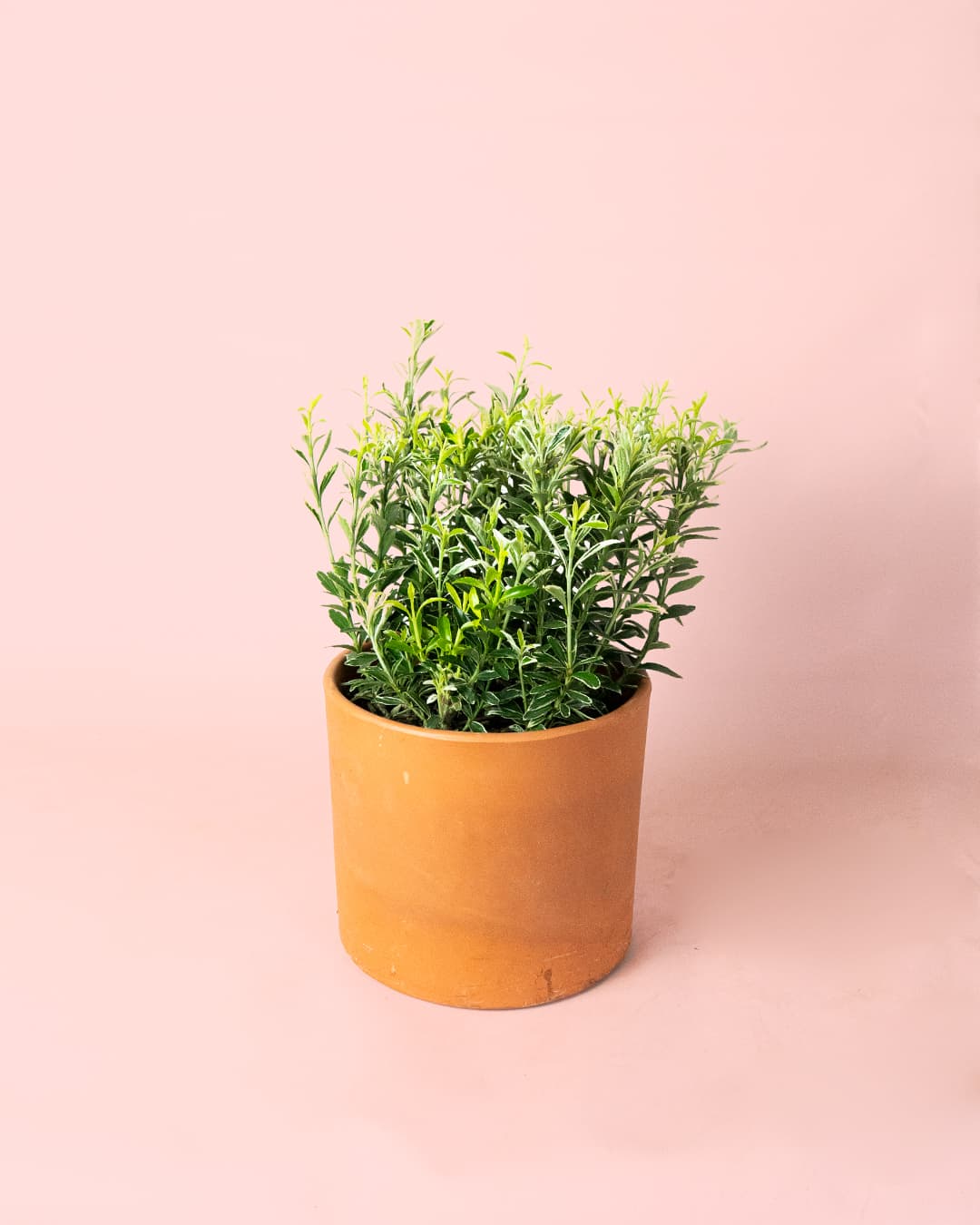 Euonymus japonicus 'Microphyllus Albovariegatus maceta