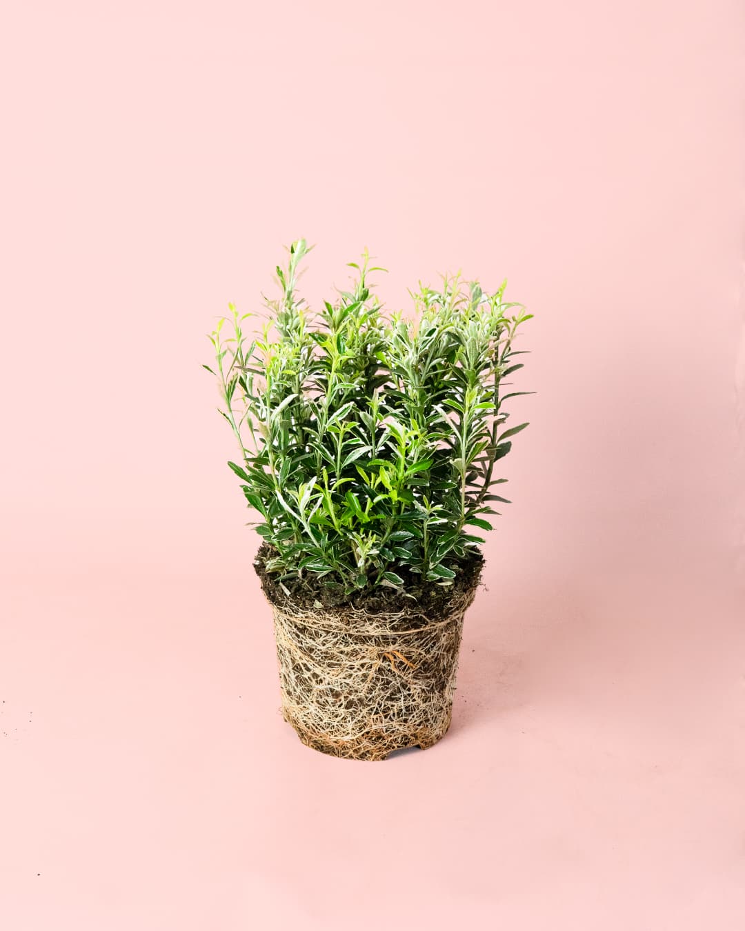 Euonymus japonicus 'Microphyllus Albovariegatus