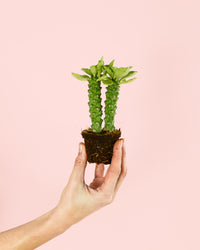 Euphorbia Monadenium Mini