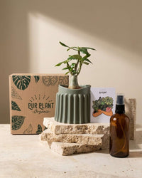 Gift Set Raíz – Baobab