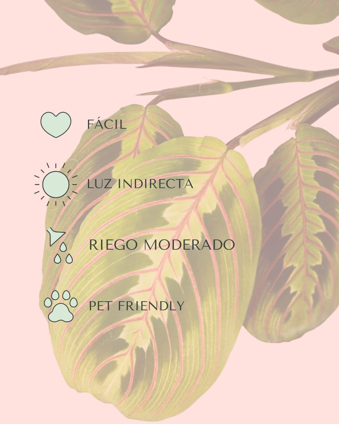 Maranta-Leuconeura-Mini-cuidados