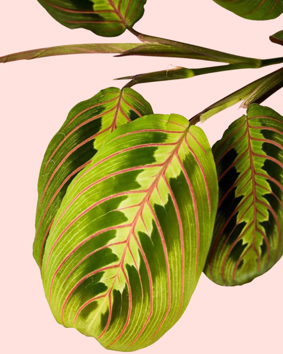 Maranta-Leuconeura-Mini-detalle