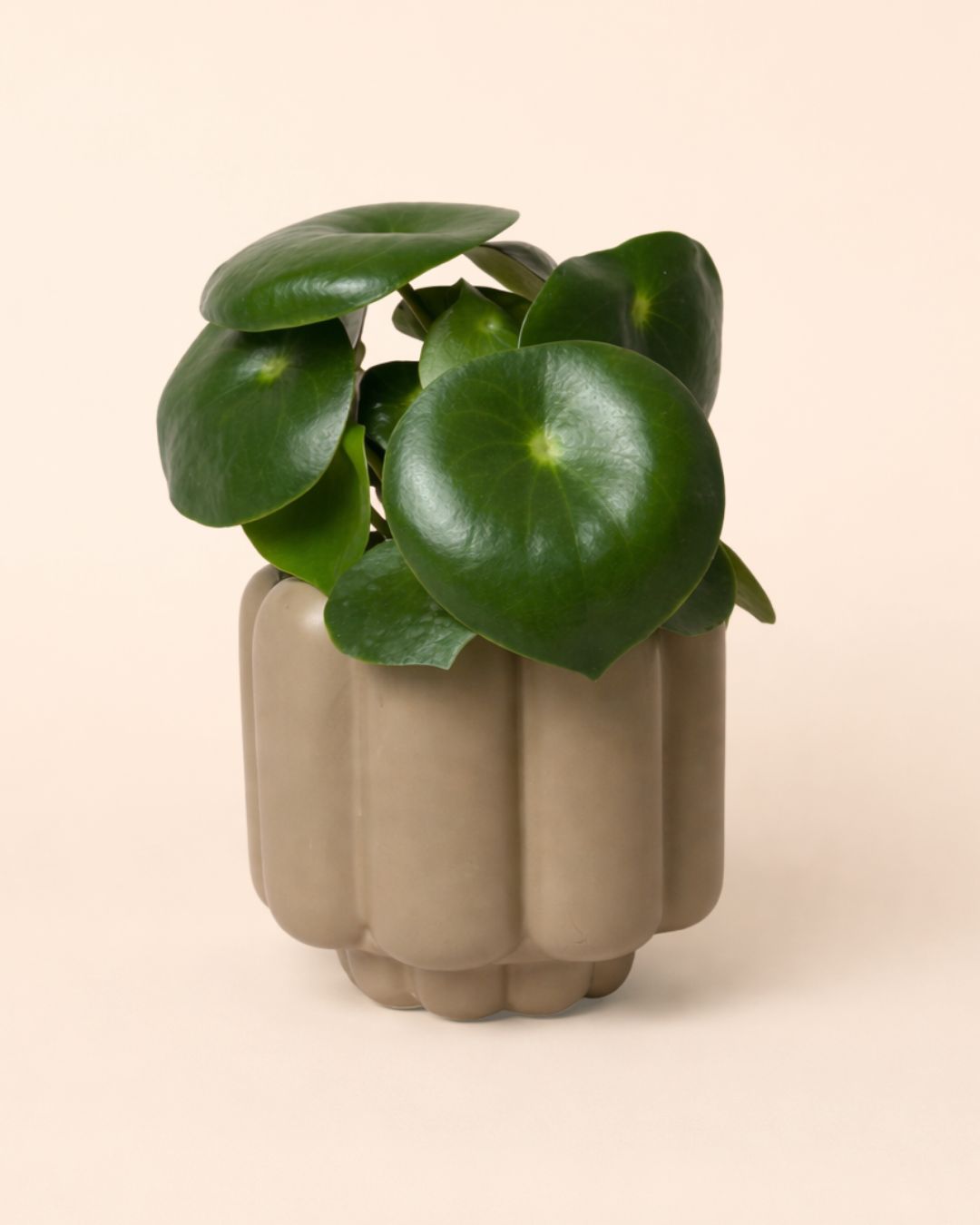 Retro - Maceta Cerámica Moca Mate M 11 cm