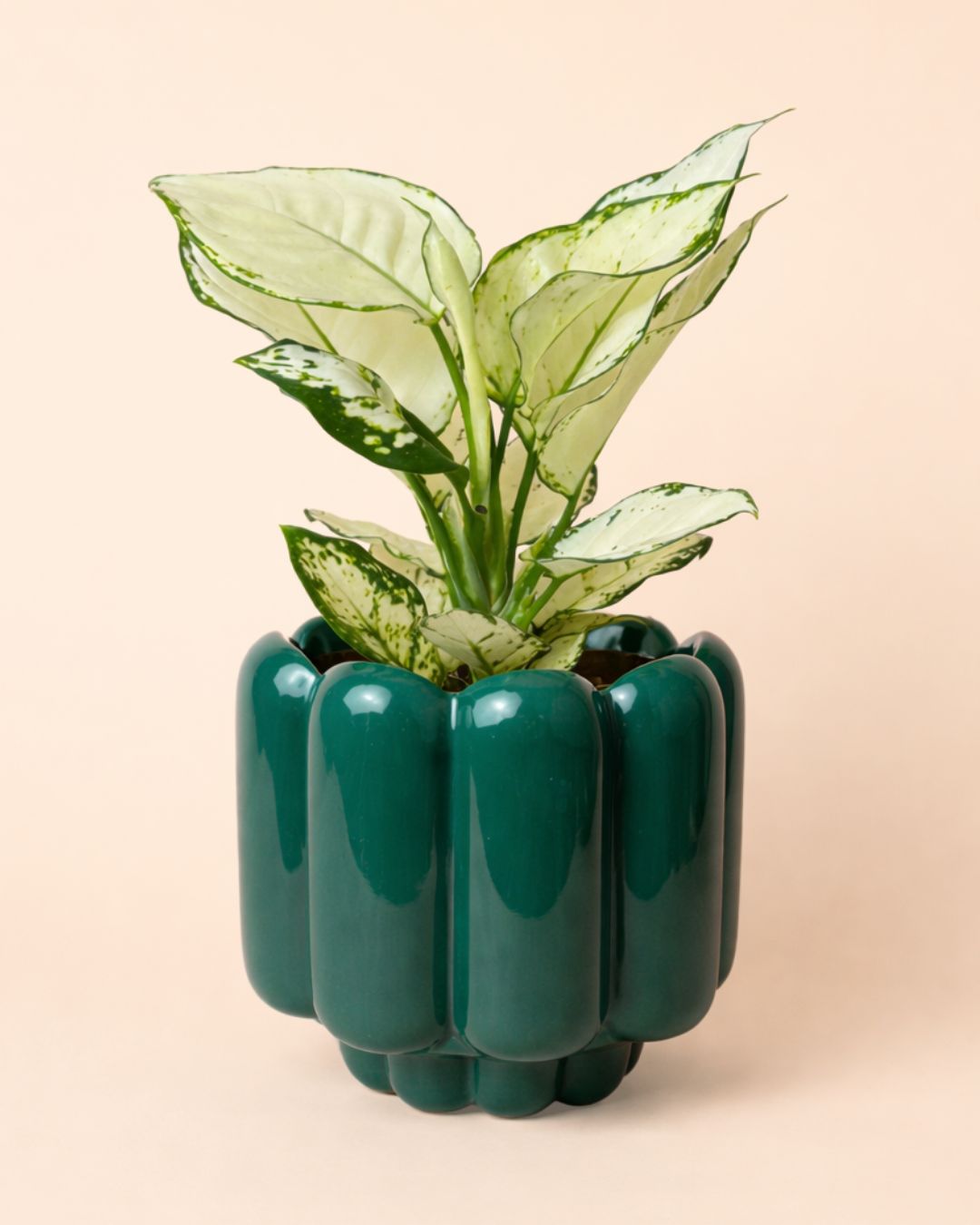 Retro-turquesa-planta