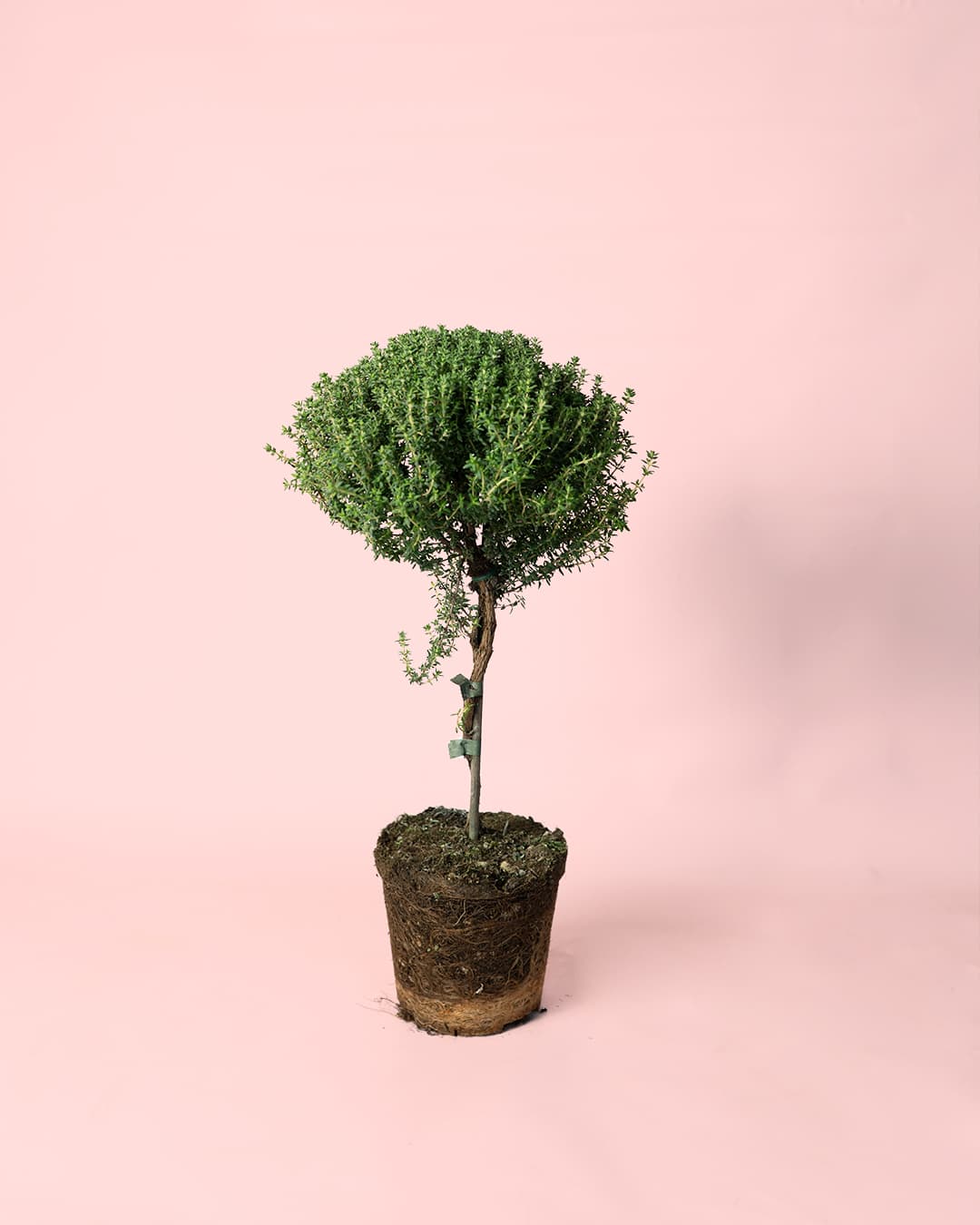 Tomillo thymus vulgaris