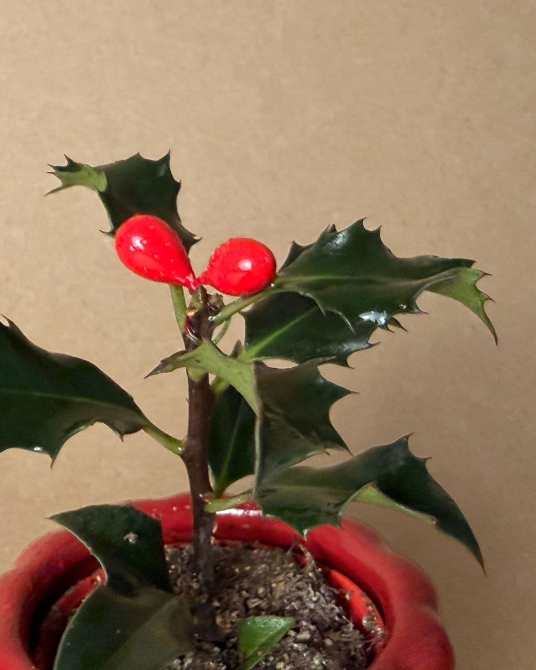 acebo ilex mini detalle