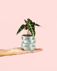 Alocasia Amazónica Mini + Maceta Cerámica