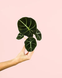 Alocasia Black Velvet Mini