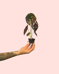 Alocasia Cuprea Red Secret Mini