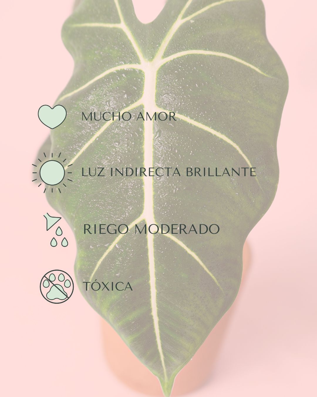 alocasia frydek cuidados