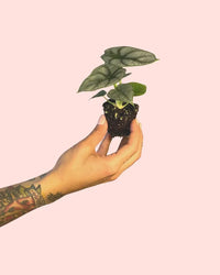 Alocasia Silver Dragon Mini