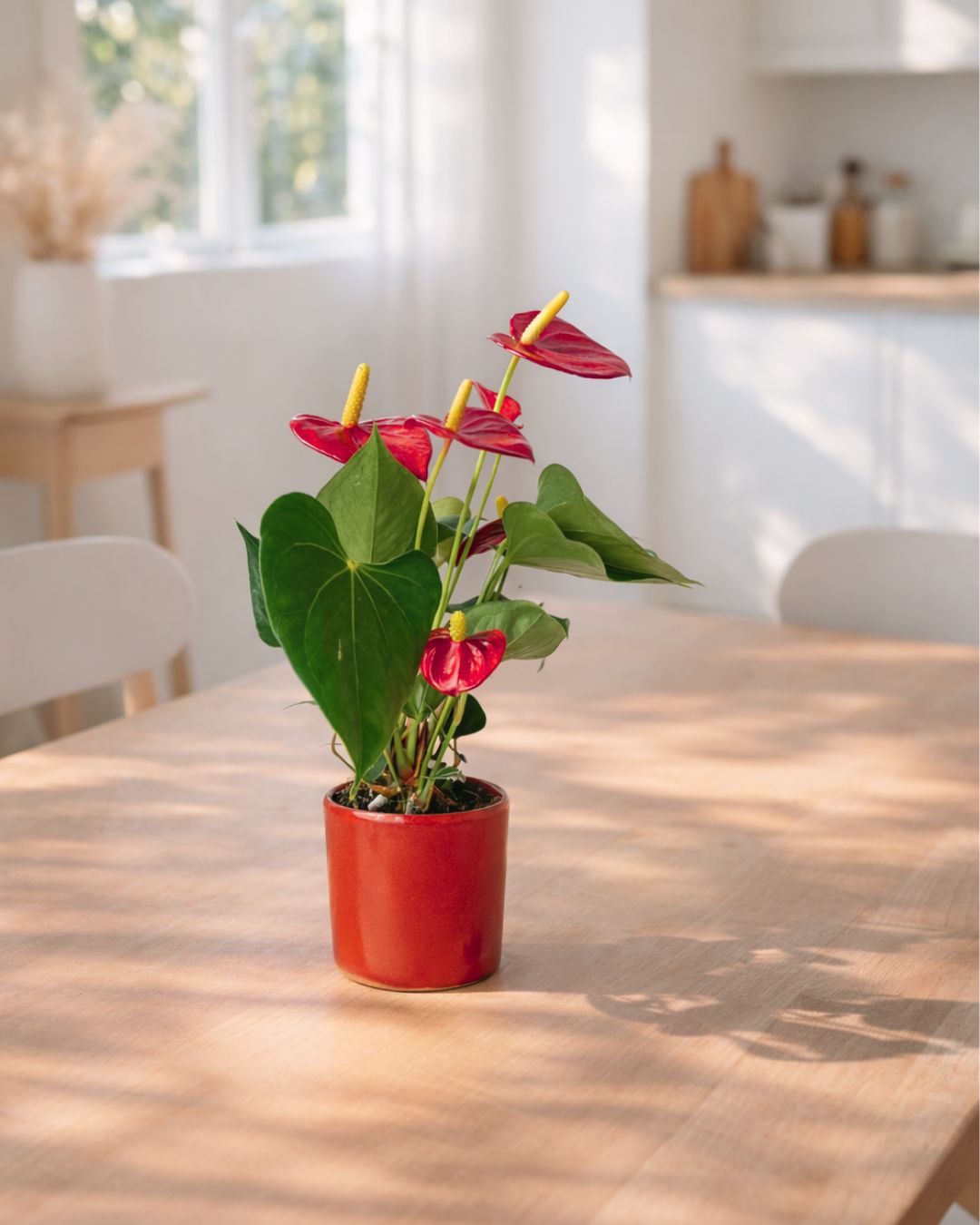 anthurium rojo + maceta roja contexto