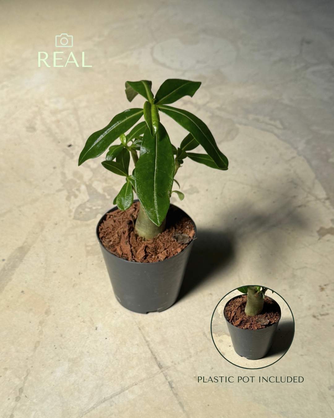 baobab--mini-real