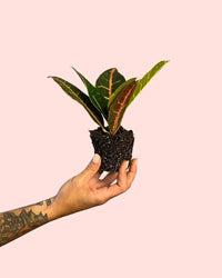 Croton Petra Rounded Mini