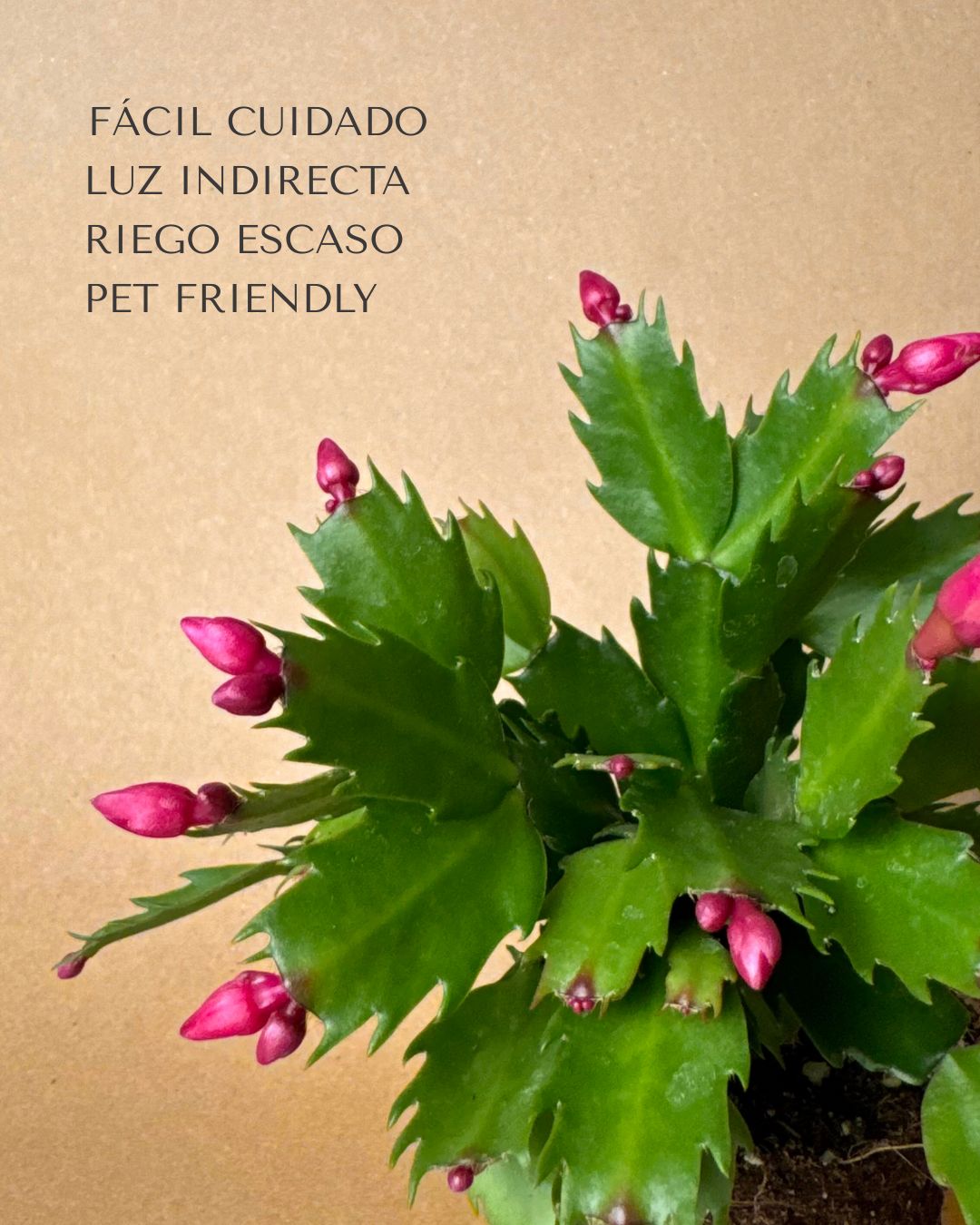 cactus navidad rosa cuidados