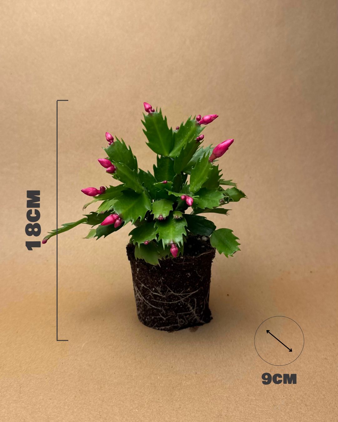 cactus navidad rosa medidas