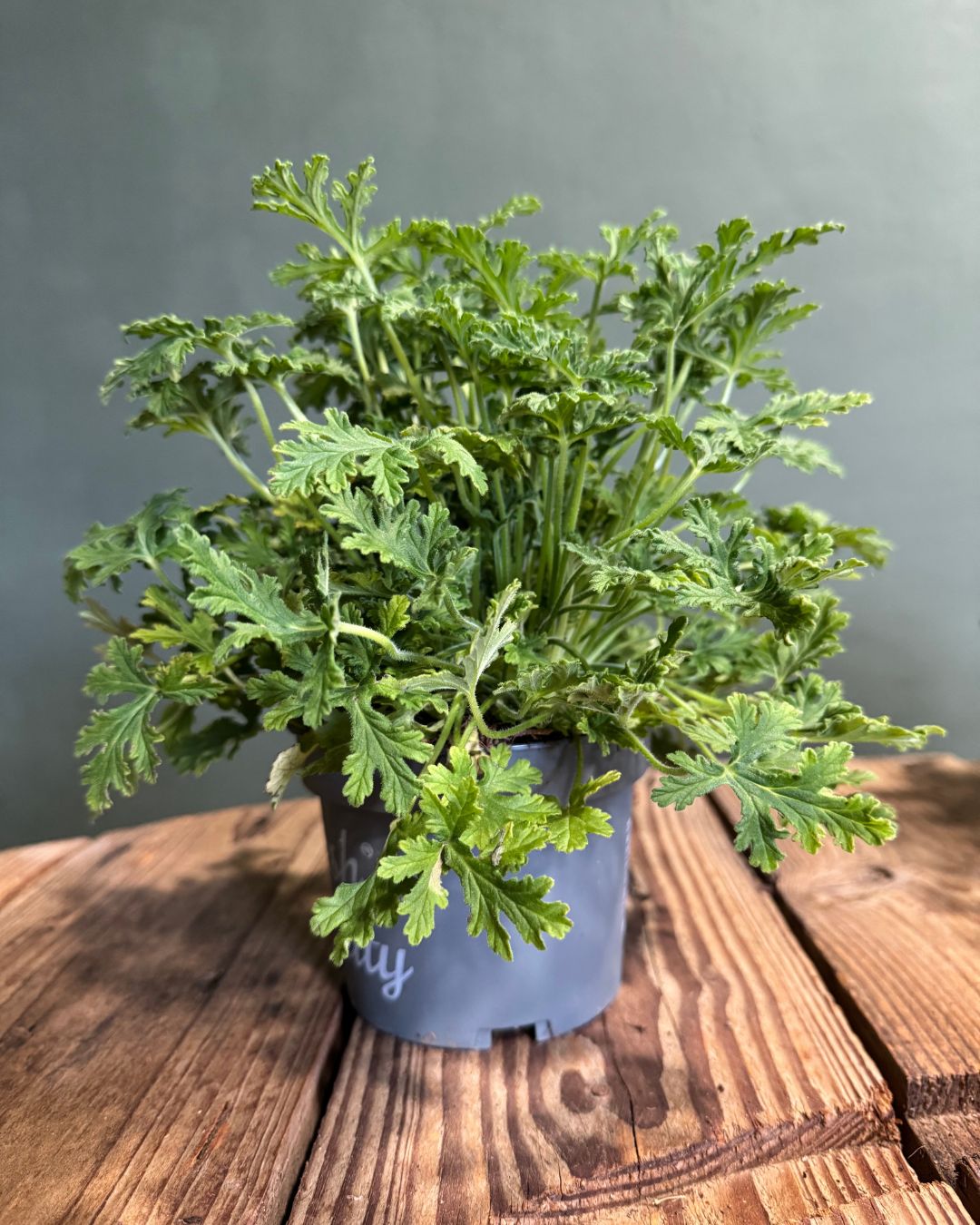 citronela-planta-natural-antimosquitos (1)