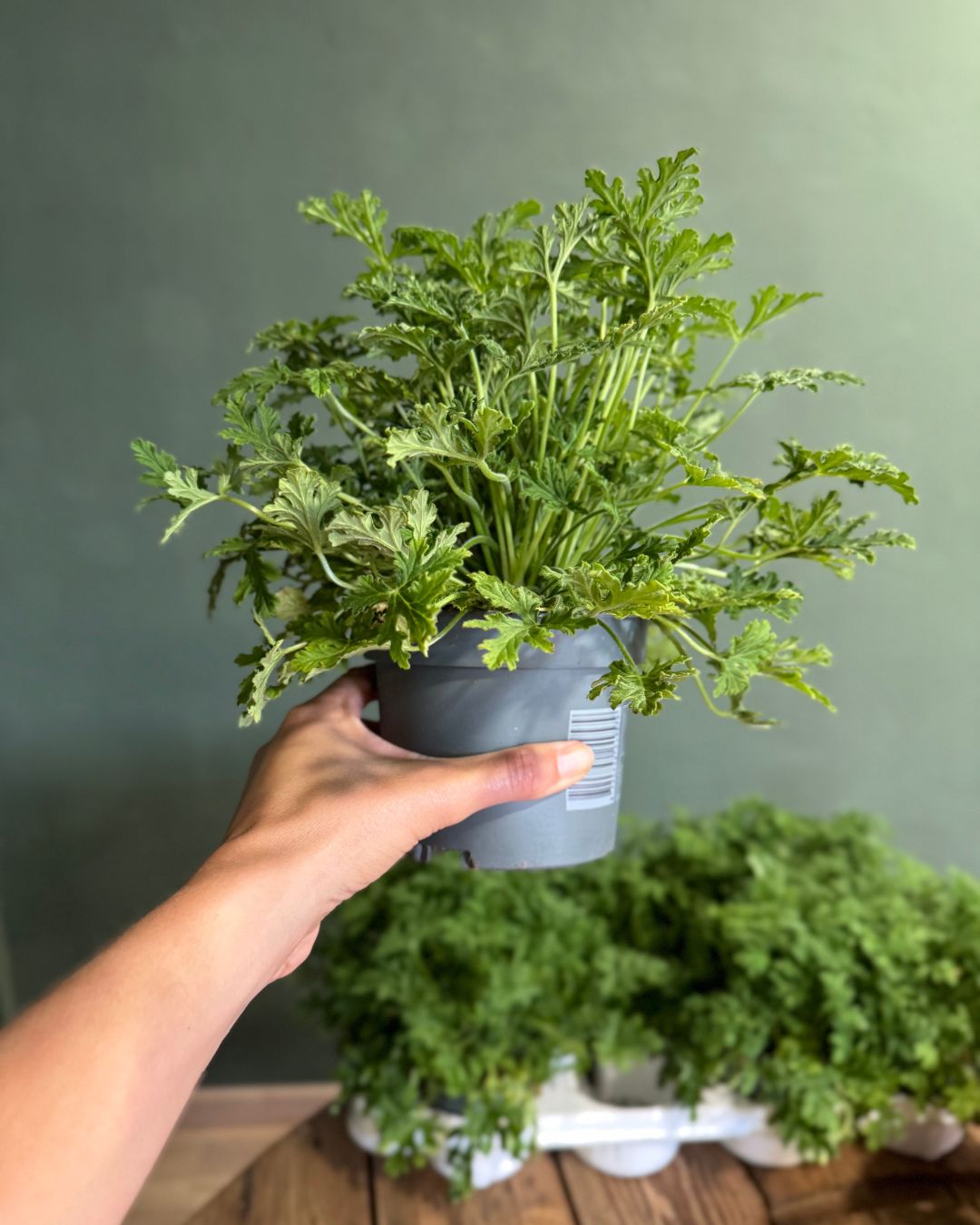 citronela-planta-natural-antimosquitos (2)