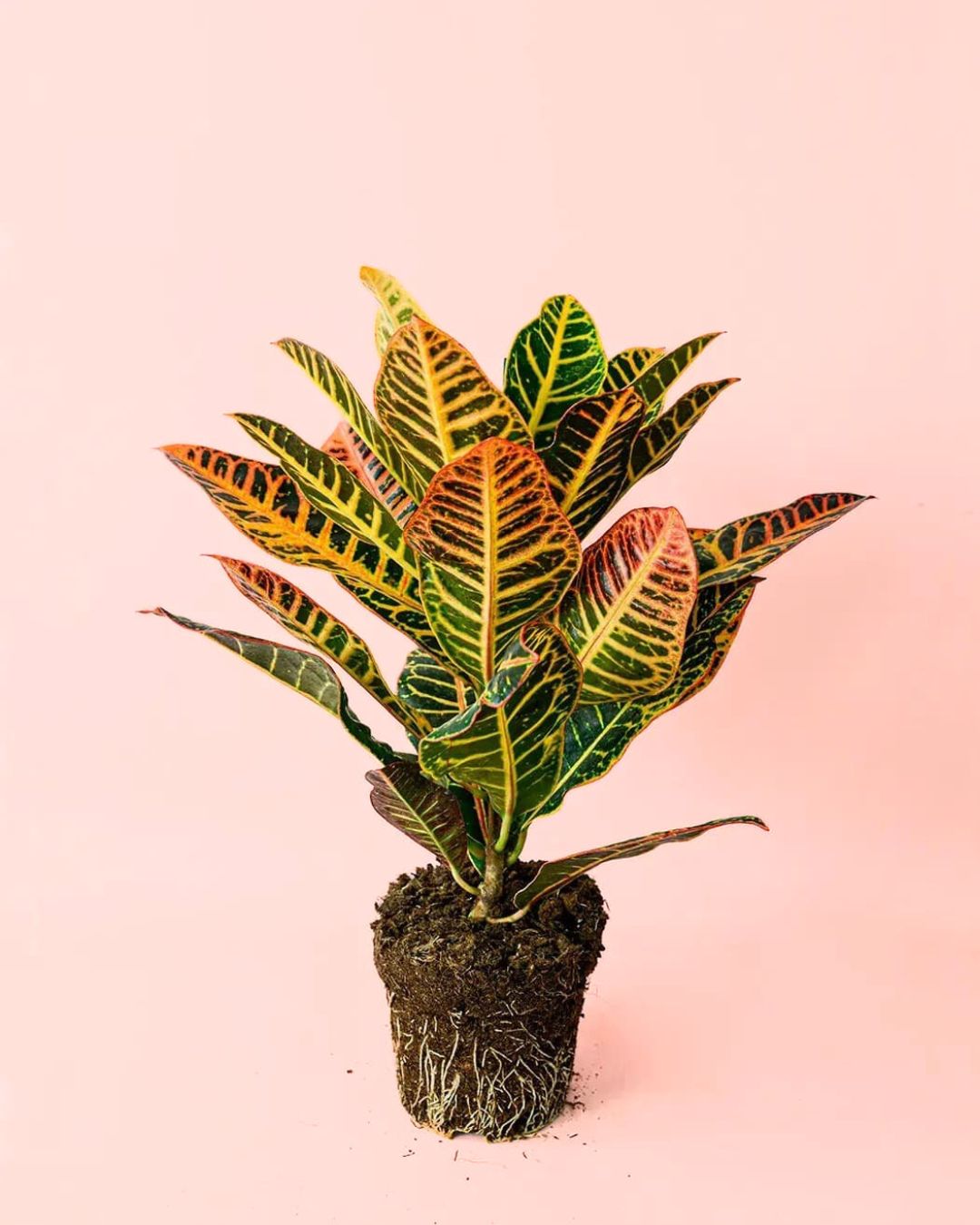 croton planta mediana