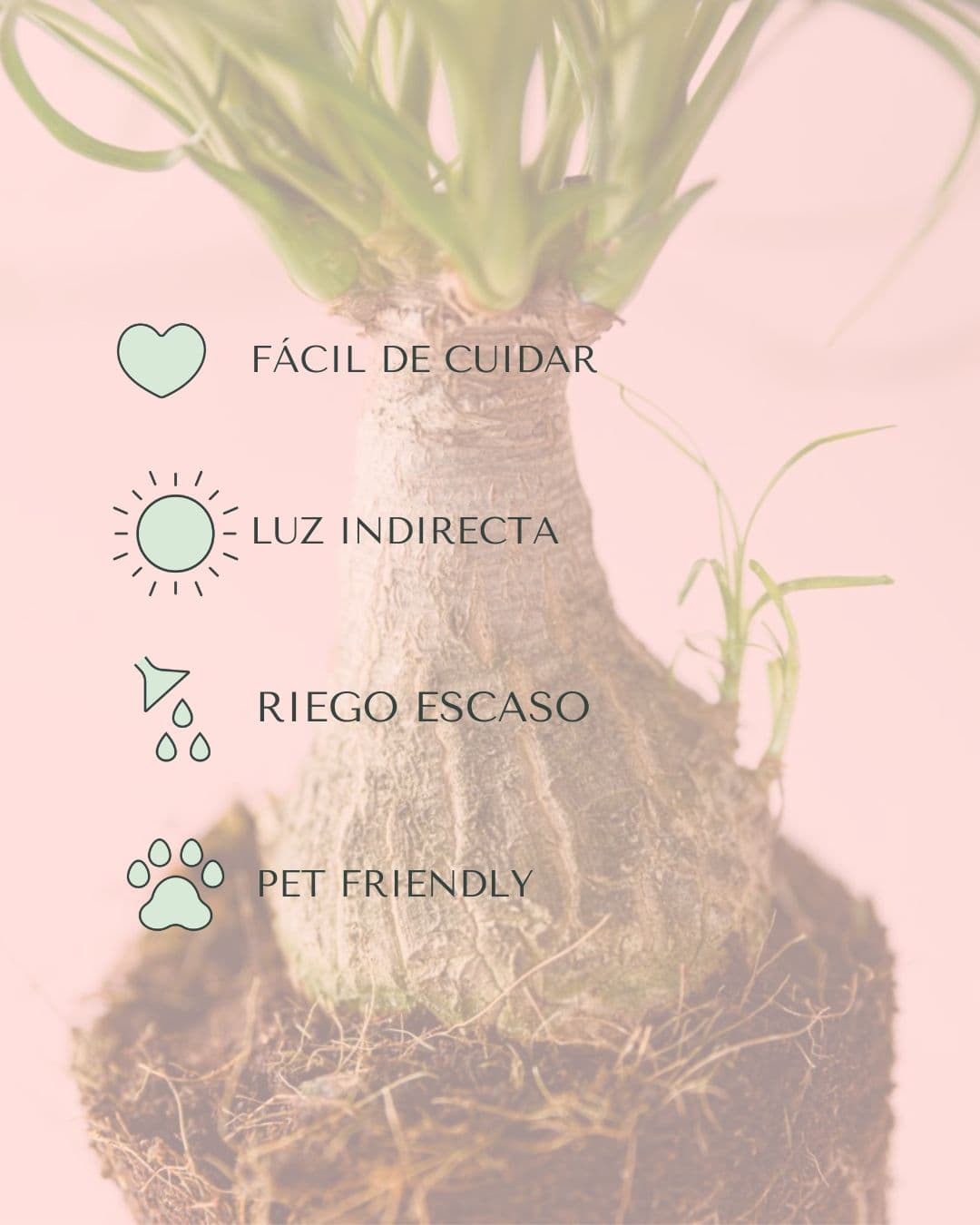 cuidados pata de elefante