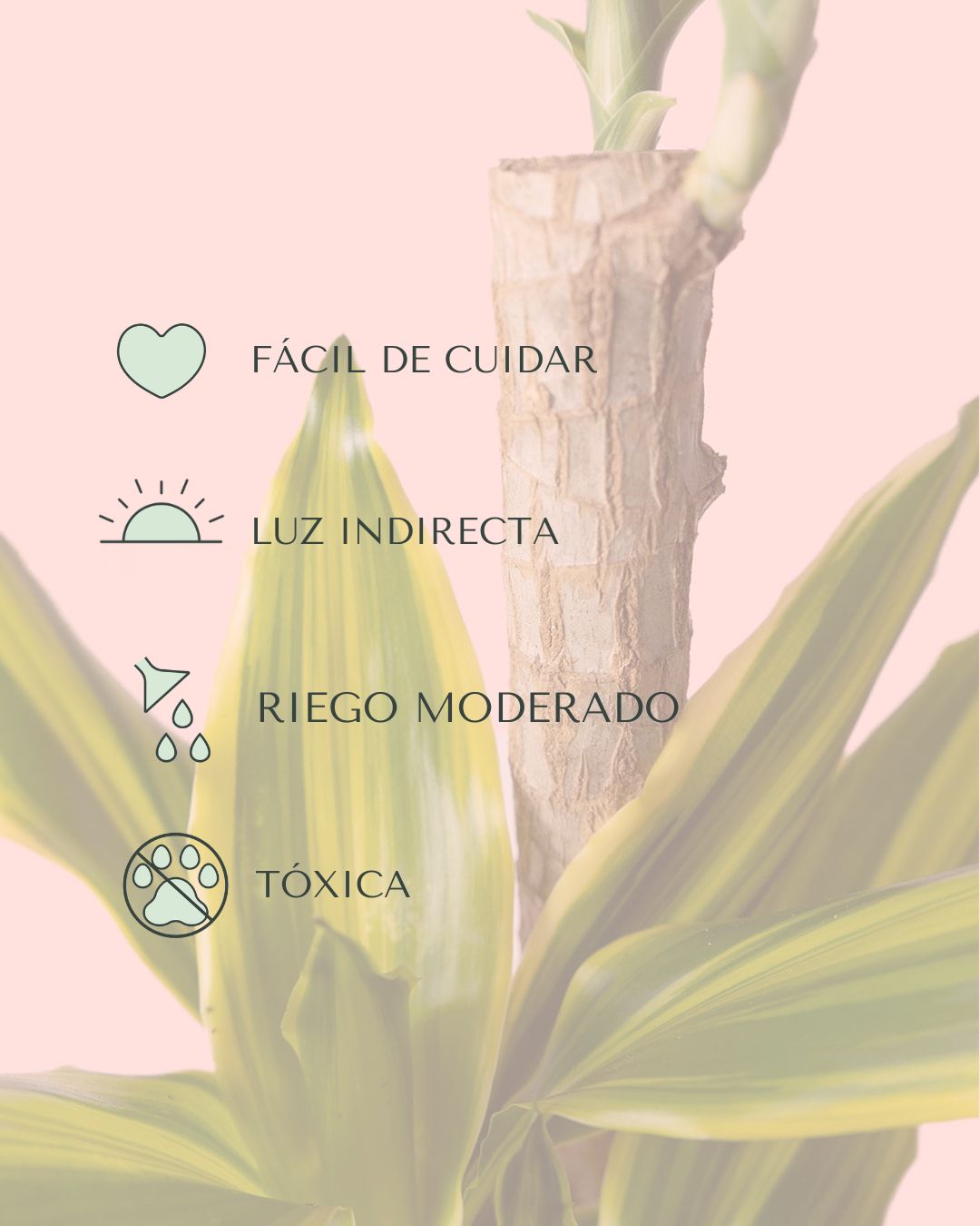 dracaena fragans golden cuidados