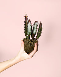 Euphorbia Trigona Rubra M