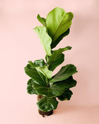 Ficus Lyrata XL