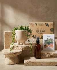 Gift Set Perla – Senecio Rowleyanus Mini