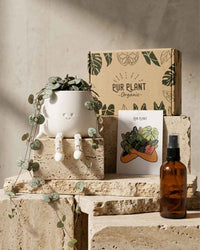 Gift Set Halo – Ceropegia Woodii