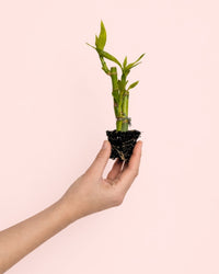 Dracaena Lucky Bamboo Maceta Mini
