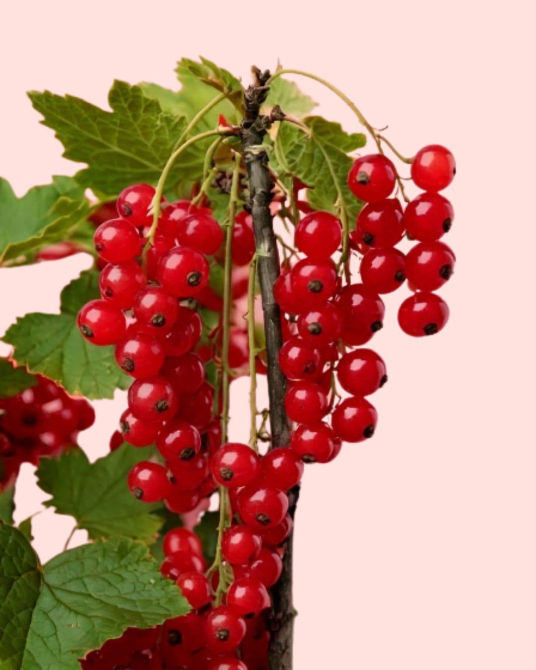 grosella roja frutos