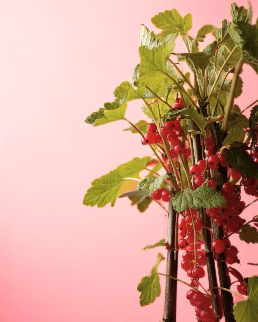 Grosella Roja Planta