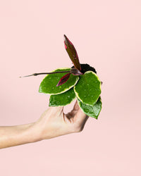 Hoya Flamingo Dream Mini