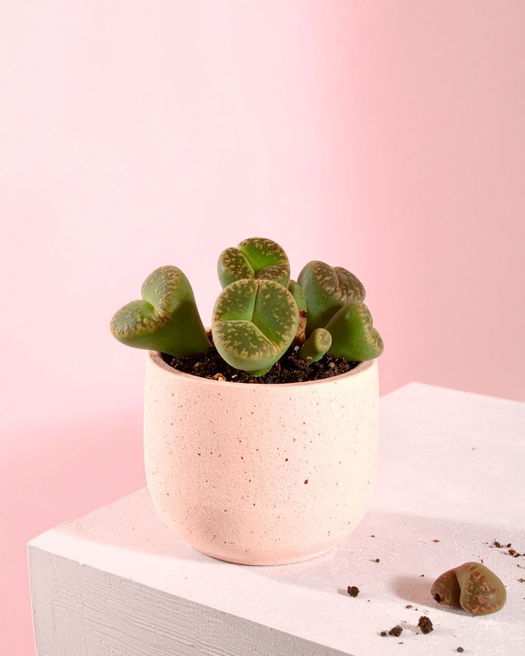 lithops planta contexto