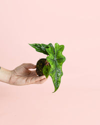 Alocasia Jacklyn Mini