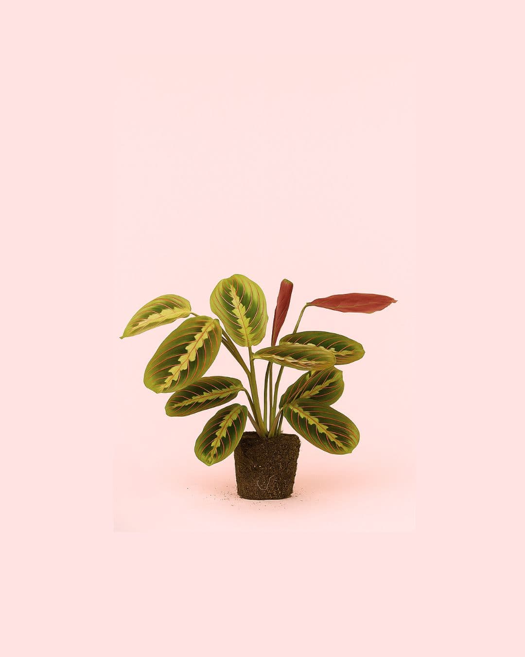 mini-maranta-leuconeura-planta