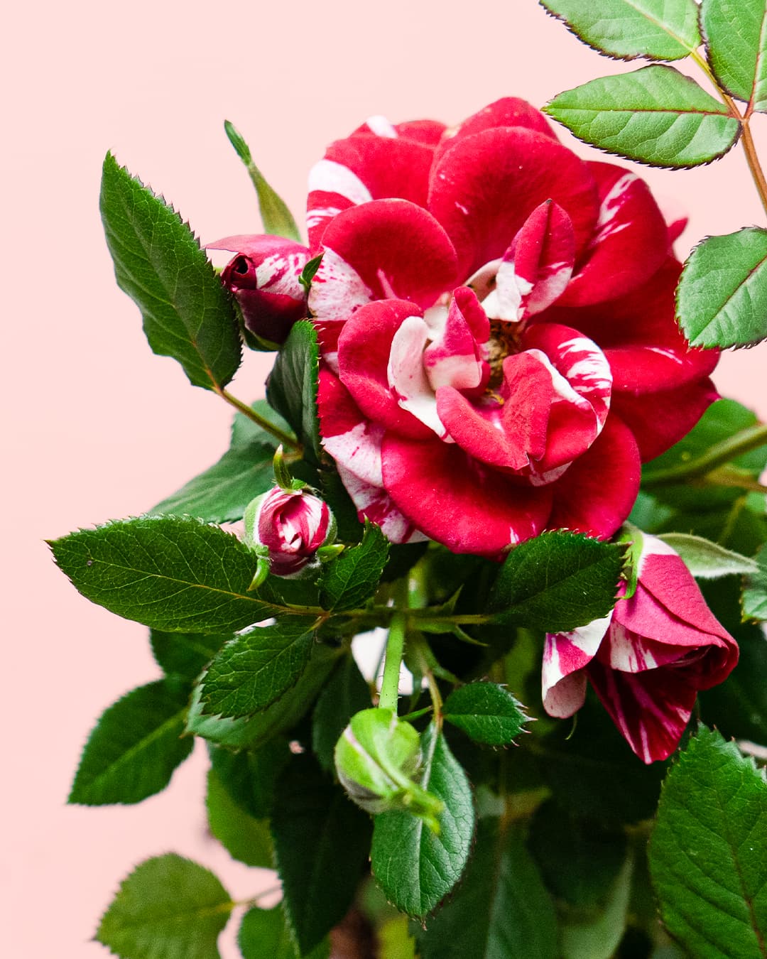 mini rosal flor variegada