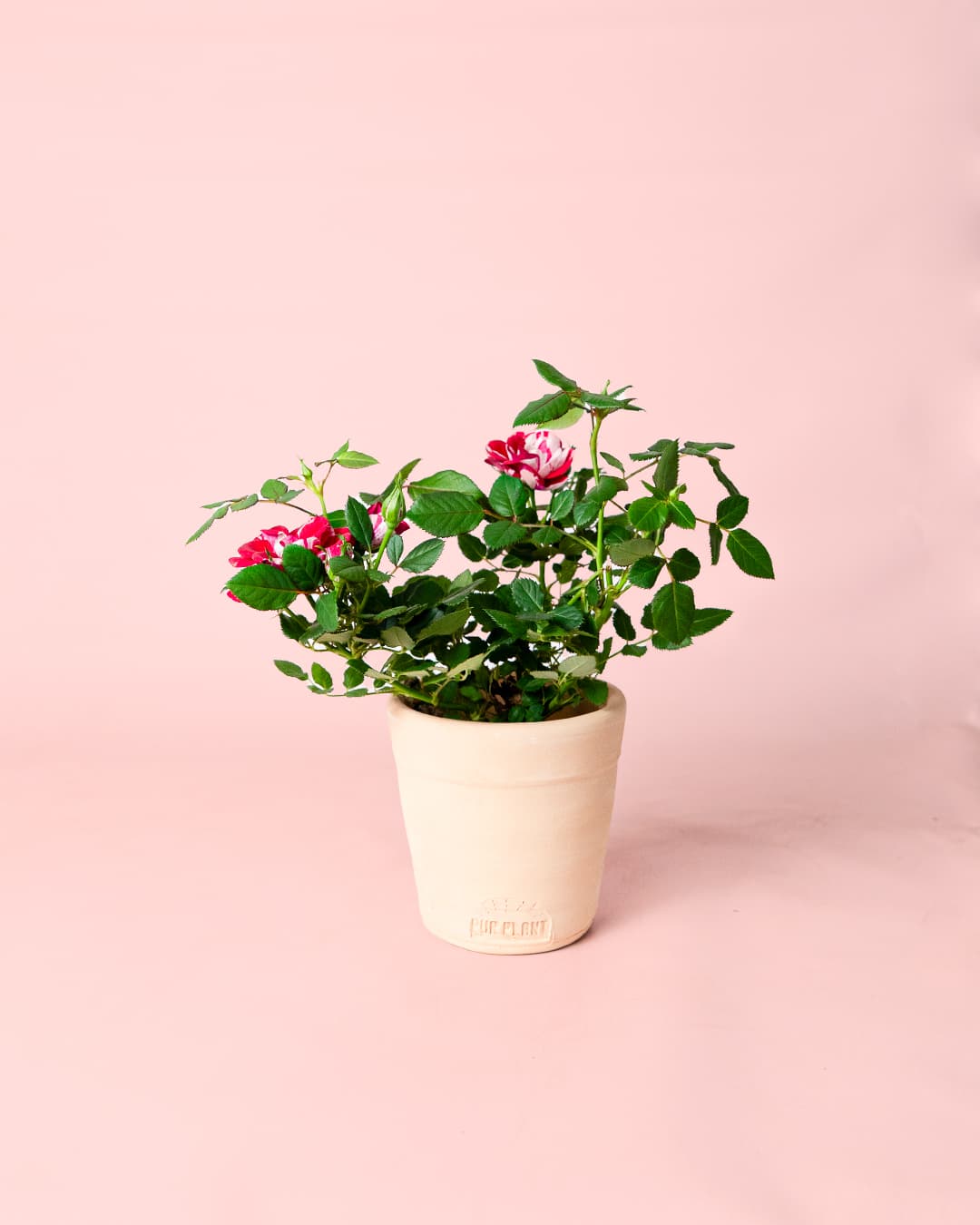 mini rosal variegado maceta